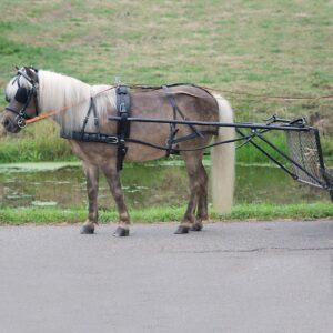 Waldhausen pony sorirakmed